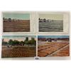 Image 4 : California Farming & Related Postcard Album Approx. 115