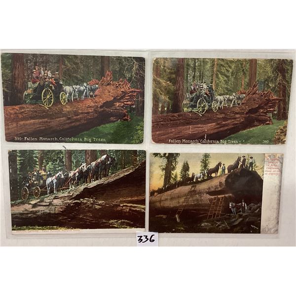 California Redwoods Postcards 46