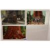Image 2 : California Redwoods Postcards 46