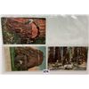 Image 3 : California Redwoods Postcards 46