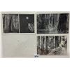 Image 4 : California Redwoods Postcards 46