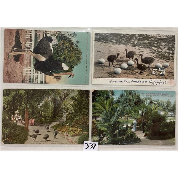 California Ostrich Related Postcards 15