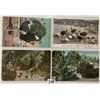 Image 1 : California Ostrich Related Postcards 15