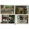 Image 3 : California Ostrich Related Postcards 15