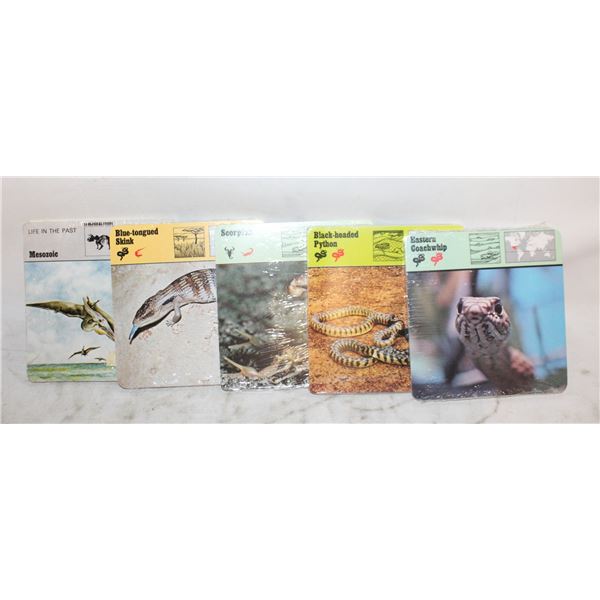 5 NEW VINTAGE ZOOLOGICAL PACKS OF CARDS