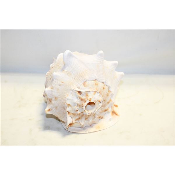 LARGE CONCH SEASHELL