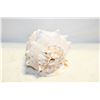 Image 1 : LARGE CONCH SEASHELL