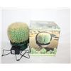 Image 1 : CACTUS LAMP