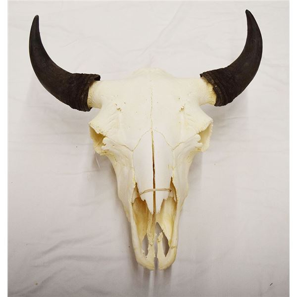 Buffalo skull