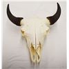 Image 1 : Buffalo skull
