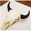 Image 2 : Buffalo skull