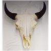 Image 3 : Buffalo skull