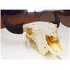 Image 4 : Buffalo skull