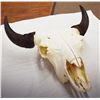 Image 5 : Buffalo skull