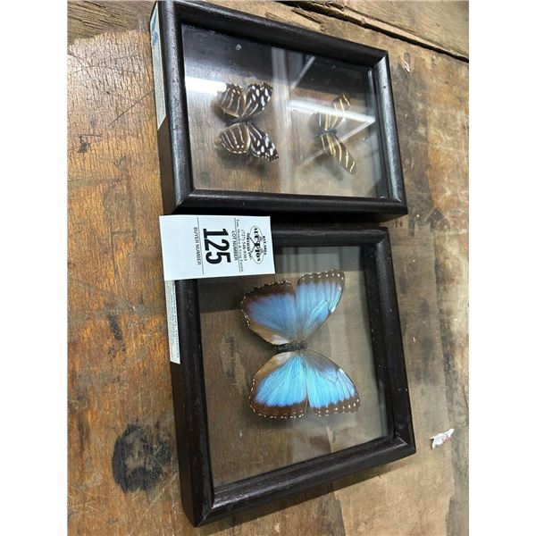Framed Butterfly Shadowbox Décor - 2