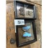 Image 1 : Framed Butterfly Shadowbox Décor - 2