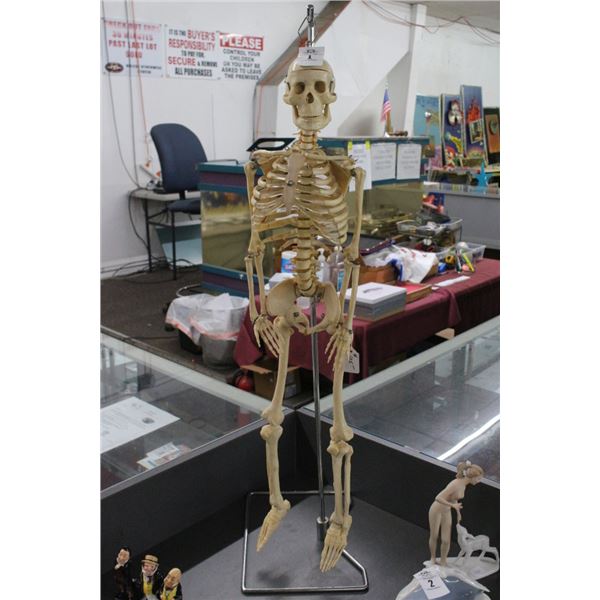 Skeleton Model On Stand