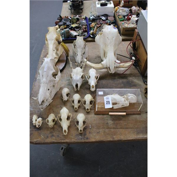 Wolverine, Asst. Animal Skulls