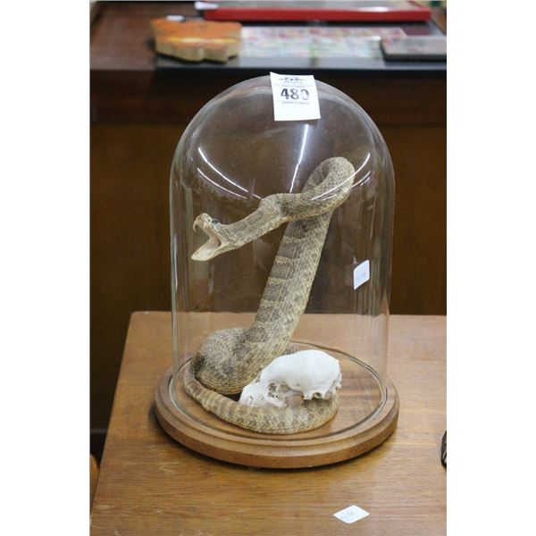 Taxidermy Rattlesnake w/Showcase