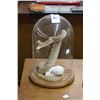 Image 1 : Taxidermy Rattlesnake w/Showcase
