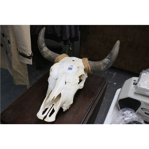 Steer Skull w/Horns