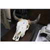 Image 1 : Steer Skull w/Horns