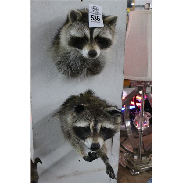 Taxidermy Racoon Mounts - 2