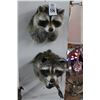 Image 1 : Taxidermy Racoon Mounts - 2
