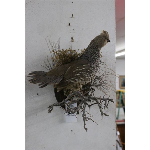 Quail Bird Taxidermy