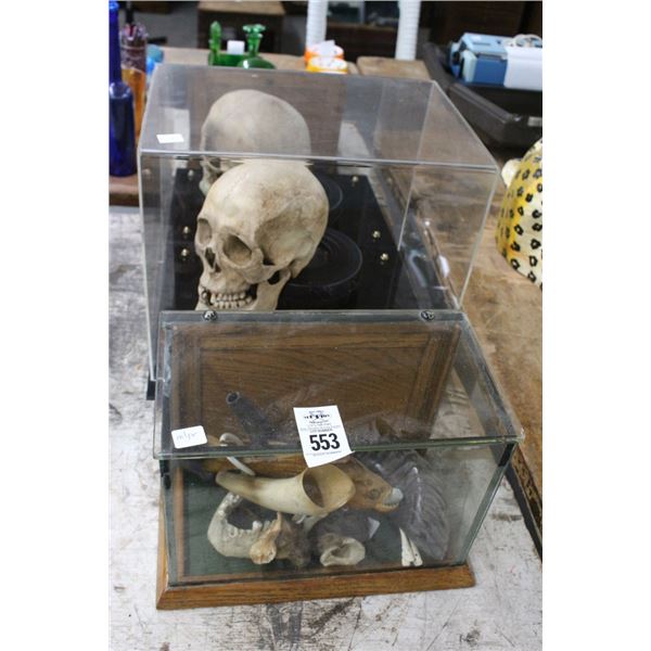 Taxidermy Fish w/Horns, Skull in Case
