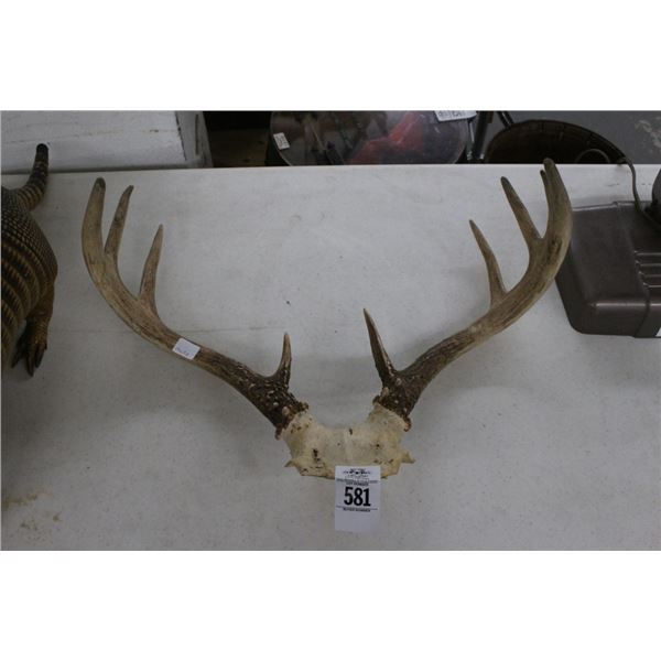 Taxidermy Horns - Pair