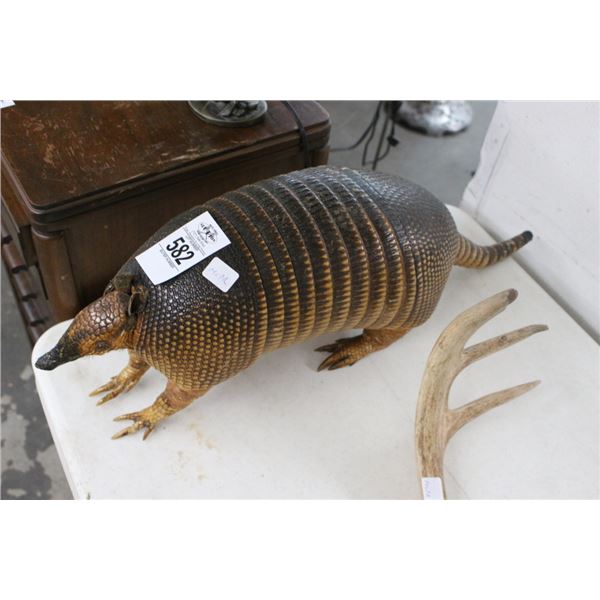 Taxidermy Armadillo