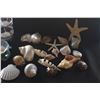 Image 5 : COLLECTION OF SEASHELLS IN NAUTILUS STYLE BOWL