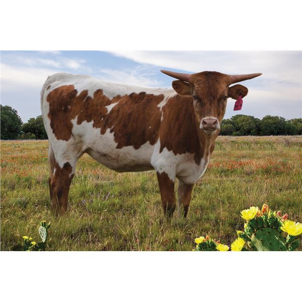 G3 Cover Me in Sunshine