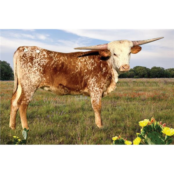 LBR Enchanted Nellie