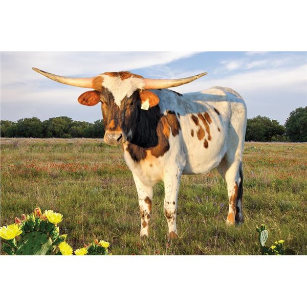 Silver Concealed Edge