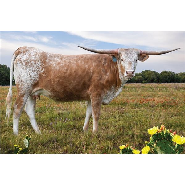 WSR ABBY'S ROYAL LADY