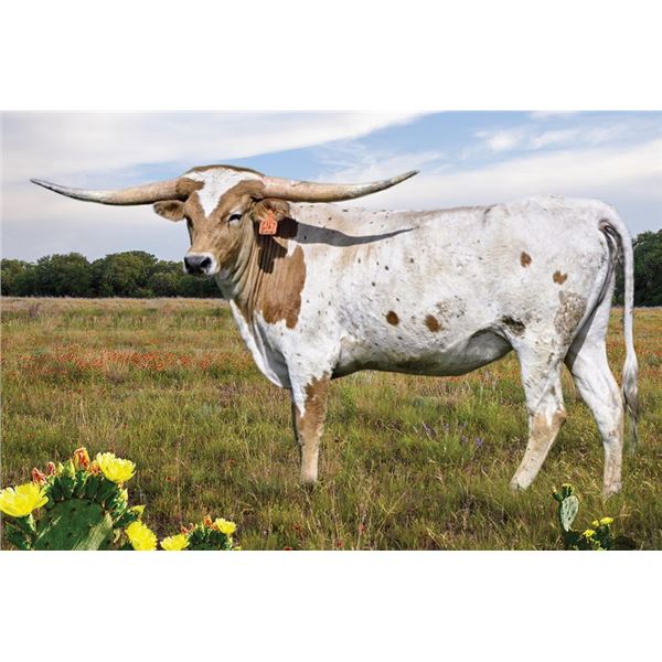 WL JIM'S JUNGLE ROSE