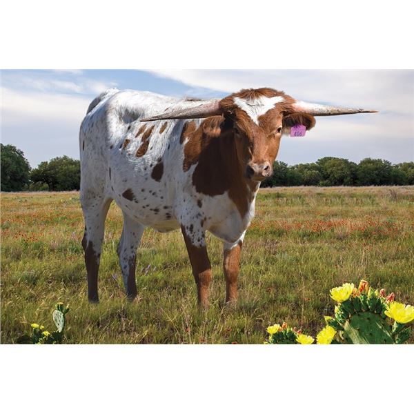 RJF DIXIELAND DELIGHT 406