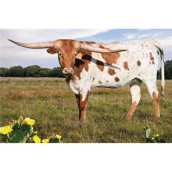 Brazos Natasha 118/23