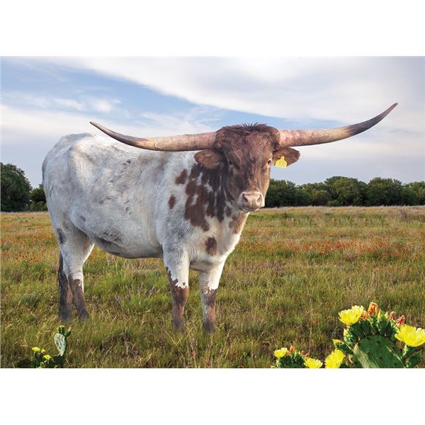 N8ive Lonesome Windz