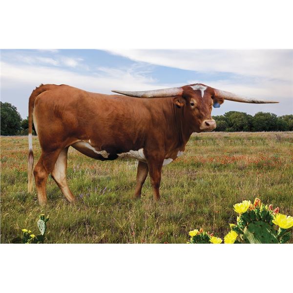 BCR Highly Important 341