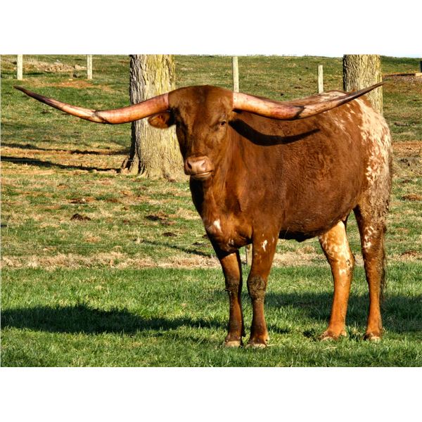 GRAFFITI’S APOLLONIA BCC