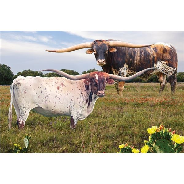 JY RIO TUFF x COOL HAND LUKE EMBRYO HEIFER