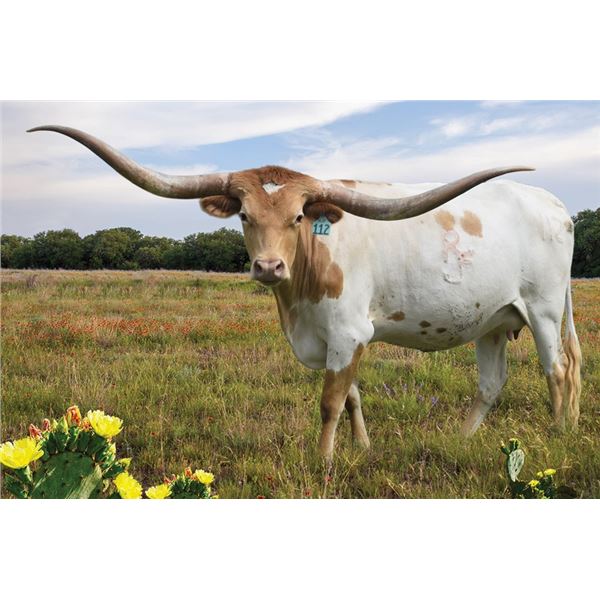 RJF Grand to Great 112