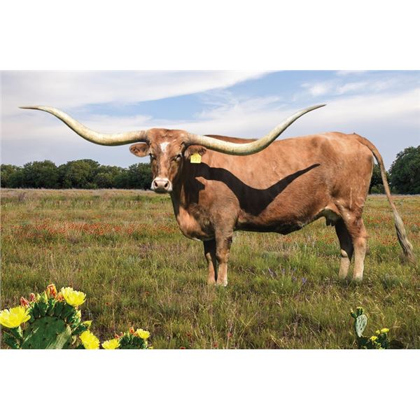 RJF MERCY'S MAGIC 237