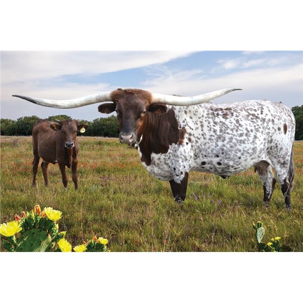 TOP SADDLES CHAMPAGNE FL