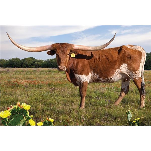 RM Fearless Hopes 54