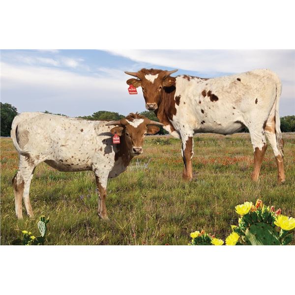 TCR Thelma or TCR Louise