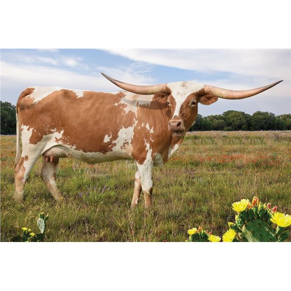 SEL EMMYBLUE RIO NOTCH